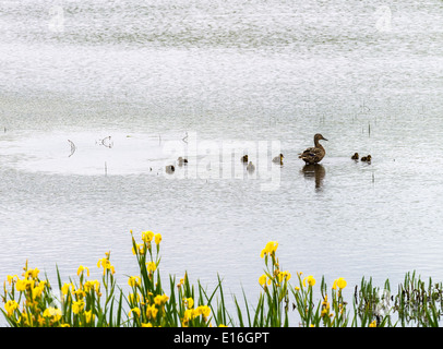 Canard colvert femelle et jeunes canetons dans l'eau libre avec drapeau jaune d'Iris à Fairburn Ings près de Castleford Yorkshire Angleterre UK Banque D'Images