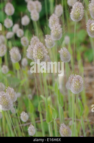 Les têtes florales de l'herbe ou barbe annuel lapins annuel (Polypogon monspeliensis herbe pied de la toge) sur une plage de partie de Dungeness. Dungeness, Kent, UK Banque D'Images