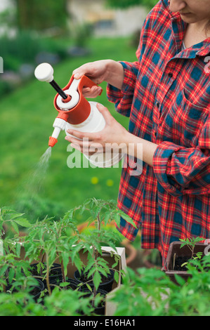 Pulvérisation jardinier semis de tomate avec de l'eau Banque D'Images