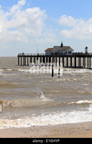 Southwold, Suffolk, Angleterre, Royaume-Uni. 24 mai 2014. Il s'agissait d'une lumineuse journée sur la côte du Suffolk. Un homme courageux a pris de l'eau pour nager dans la mer à côté de la notoirement frileux pier au début de la Banque week-end de vacances. Credit : Julia Gavin/Alamy Live News Banque D'Images