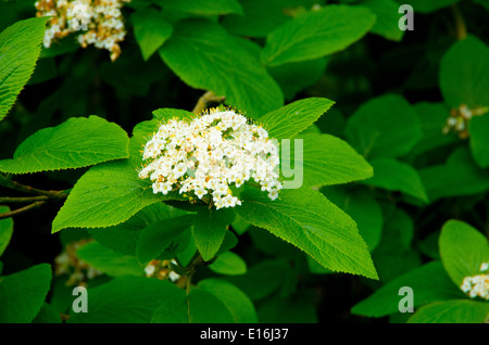 Wayfaring Tree in Blossom ( Viburnum lantana ), au Royaume-Uni au printemps Banque D'Images