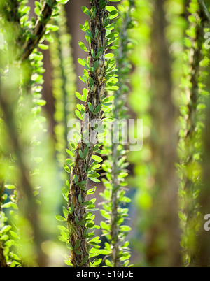 Vue rapprochée de cactus (Fouquieria splendens) Banque D'Images