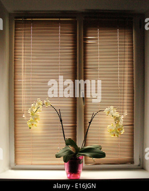 Deux branches d'une orchidée blanche sur la fenêtre-sill avec jalousie l'horizontale Banque D'Images