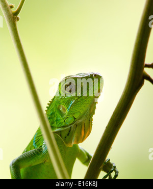 Portrait d'un jeune iguane l'ascension d'une vigne - Péninsule de Osa Costa Rica Banque D'Images