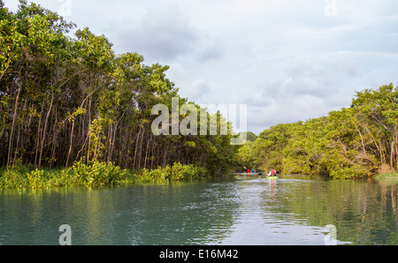 Pejeperro le kayak sur le lagon et la mangrove sur la péninsule d'Osa dans le sud du Costa Rica Banque D'Images