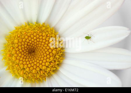 Bug sur fleur Banque D'Images