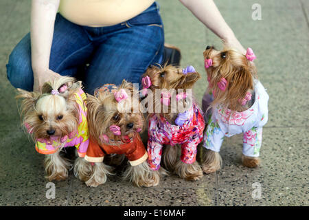 Quatre Yorkshire terrier en costume Banque D'Images