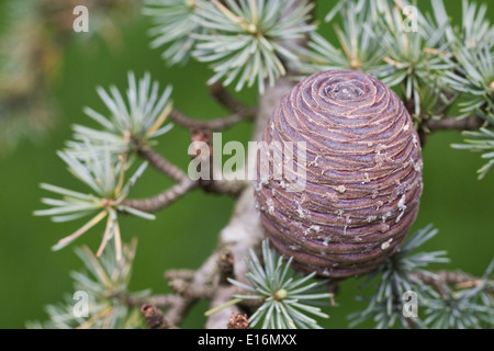 Cedrus atlantica cône de pin. Cèdre de l'Atlas. Banque D'Images