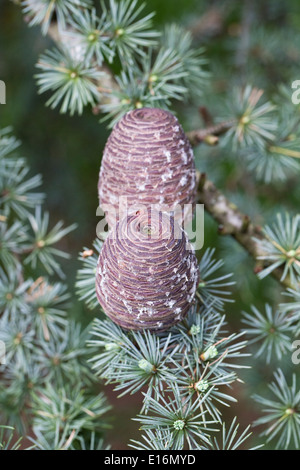 Cedrus atlantica cône de pin. Cèdre de l'Atlas. Banque D'Images