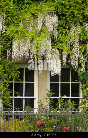 Wisteria sinensis Alba - glycine de Chine les cadres de fenêtres d'une maison de campagne anglaise, Banque D'Images