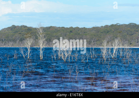 Paperbark Teatrees (Melaleuca quinquenervia) - Lac Boomanjin - Fraser Island - Queensland - Australie Banque D'Images