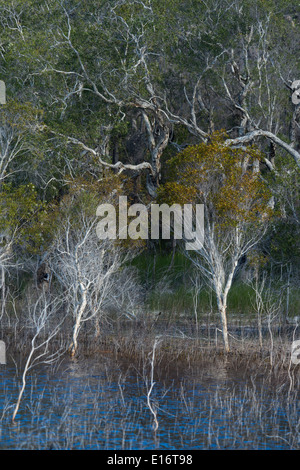 Paperbark Teatrees (Melaleuca quinquenervia) - Lac Boomanjin - Fraser Island - Queensland - Australie Banque D'Images