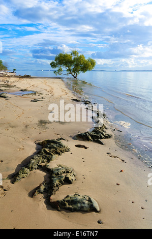 Mangrove gris - Côte Est - Fraser Island - Queensland - Australie Banque D'Images