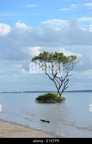 Mangrove gris, Côte Est, Fraser Island, Queensland, Queensland, Australie Banque D'Images