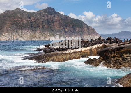 Vue panoramique sur la colonie de phoques à fourrure marron à Duiker Island, près de Cape Town, Afrique du Sud Banque D'Images