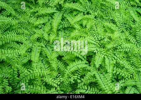 Le nord de l'adiante cheveux-de-Vénus frais vert printemps feuilles Adiantum pedatum Banque D'Images