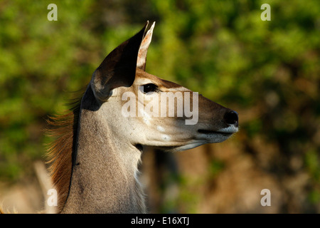 Étude de la tête d'un grand koudou femelle, l'un des plus grand et plus élégant belle antilope animal sauvage de la faune africaine Banque D'Images