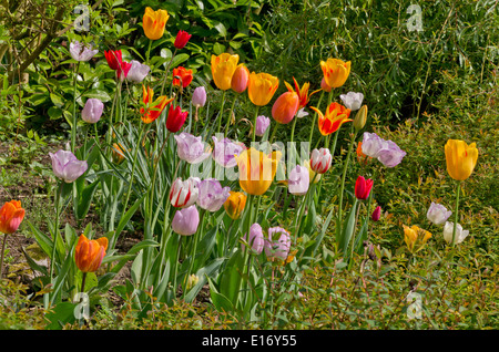 Tulipes mixtes Banque D'Images