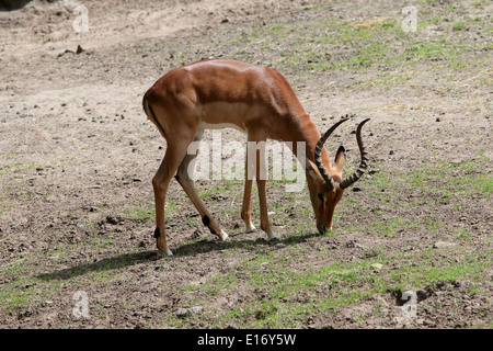 Homme Adultt Impala (Aepyceros melampus) Banque D'Images