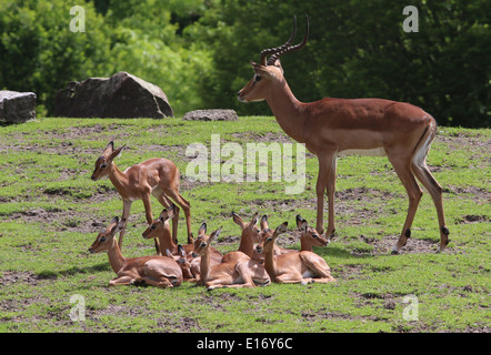 Les jeunes veaux antilope Impala (Aepyceros melampus) avec impala mâles adultes à bois Banque D'Images