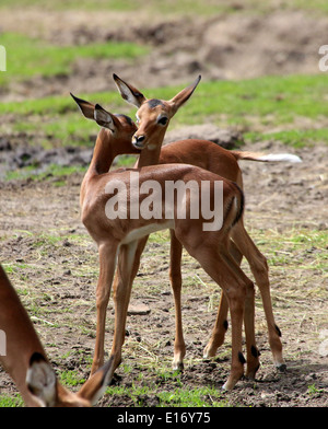 Deux jeunes veaux Impala (Aepyceros melampus) Banque D'Images
