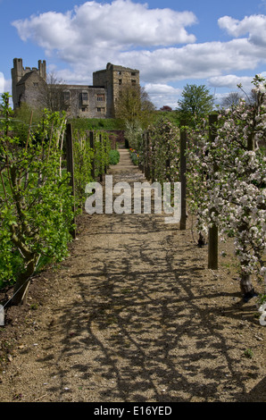 L'espalier et arbres du fruit apple Banque D'Images