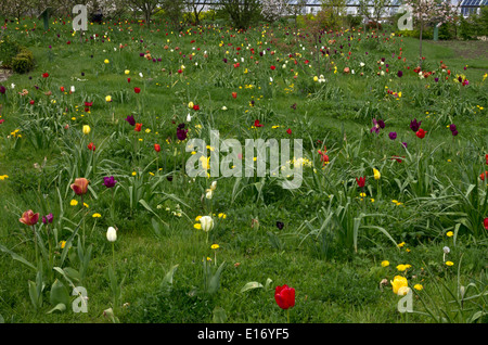 Bulbes de printemps planté dans l'herbe Banque D'Images