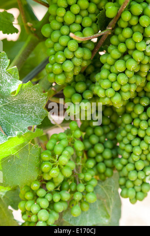 Grappes de raisins verts, sur la vigne Banque D'Images