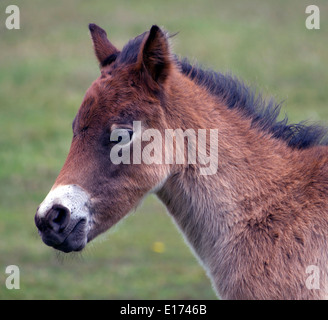 Close up d'un poulain poney Exmoor Banque D'Images