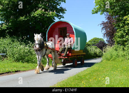 Black Country Traveller Chris Millard, 26 ans, en route pour Appleby Horse Fair avec sa caravane de bohtop tirée par son cheval appelé Miles. West Midlands Royaume-Uni. Romany communauté voyageurs chevaux wagon Royaume-Uni homme homme pays photo DE DAVE BAGNALL Banque D'Images