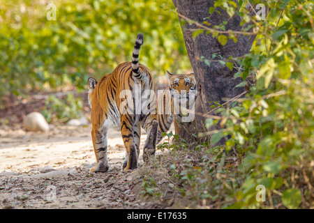 Une Tigresse du Bengale Cub fixant lorsque mère patrouiller le territoire à Bijrani domaine de Jim Corbett National Park, Inde. Banque D'Images