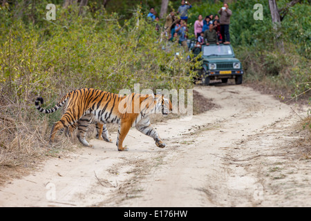 Bijrani Tigresse et ses petits à Jim Corbett National Park, Inde. ( Panthera Tigirs ) Banque D'Images