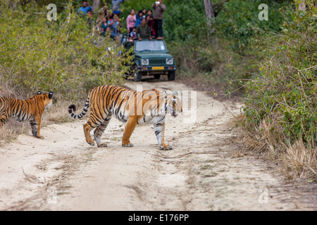 Bijrani Tigresse et ses petits à Jim Corbett National Park, Inde. ( Panthera Tigirs ) Banque D'Images