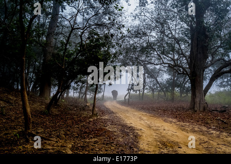 Wild Asian Elephant en hivers sur la voie à Jim Corbett National Park, Inde. Banque D'Images