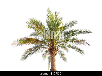 Grande date palm tree isolé sur fond blanc Banque D'Images