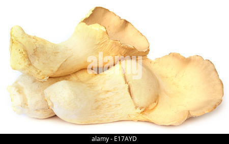 Champignons comestibles Eryngii over white background Banque D'Images