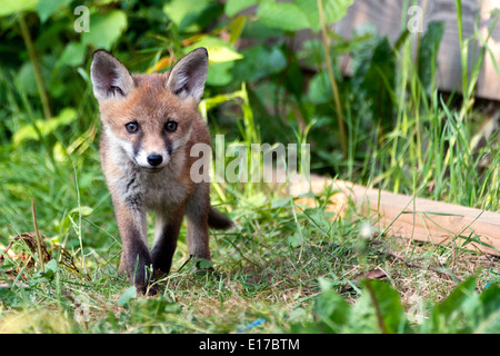 Renard et cub dans le jardin en plein été avec de l'herbe longue, alerte et surcharge de cuturess Banque D'Images