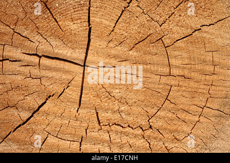 Tronc d'arbre croix comme background, Close up Banque D'Images