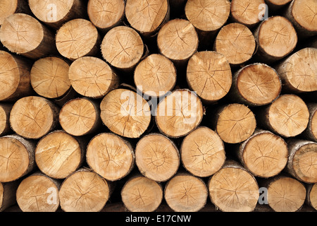 Grand mur de bois empilées montrant une coloration naturelle, Close up Banque D'Images