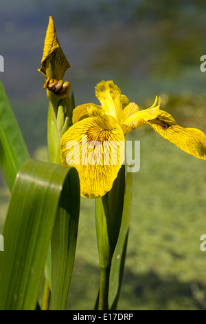 Brown a marqué fleurs jaunes de l'iris, Iris pseudacorus 'Roy Davidson' Banque D'Images