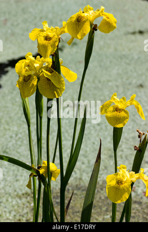 Brown a marqué fleurs jaunes de l'iris, Iris pseudacorus 'Roy Davidson' Banque D'Images