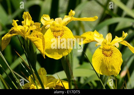 Brown a marqué fleurs jaunes de l'iris, Iris pseudacorus 'Roy Davidson' Banque D'Images