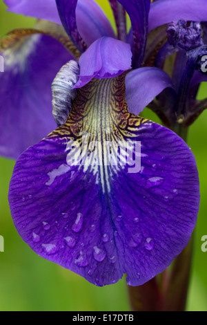 Close up de l'automne et de la gorge d'Iris sibirica 'Perry's Blue' avec des gouttes de pluie Banque D'Images