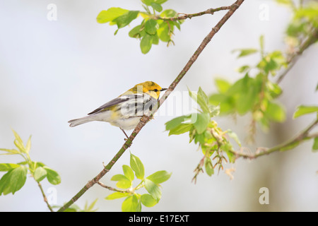 Paruline à gorge noire (Setophaga virens) sur une branche d'arbre pendant la migration printanière. Banque D'Images