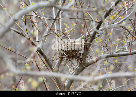 D'Amérique (Turdus migratorius) nichent dans une branche d'arbre Banque D'Images