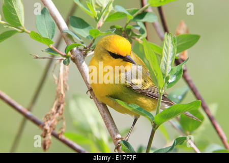 Paruline à ailes bleues (Vermivora cyanoptera) sur les branches d'arbres pendant la migration du printemps, Magee Marsh, l'Ohio. Banque D'Images