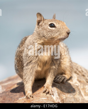 L'écureuil. Californie du Otospermophilus Beecheyi assis alerte sur rock San Simeon State Park côte californienne USA Banque D'Images