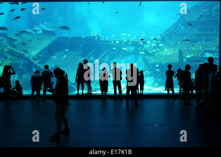 Aquarium de mer Banque D'Images