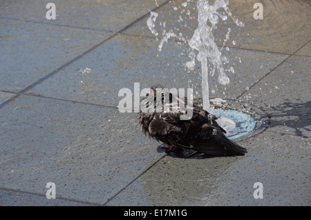 La Valette, Pigeon ayant douche à St George's Square, de Malte, de l'Europe. Banque D'Images