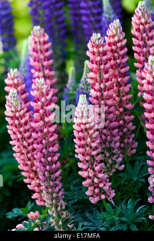 Jardin de lupin, Lupinus polyphyllus lupins, Lupins Banque D'Images